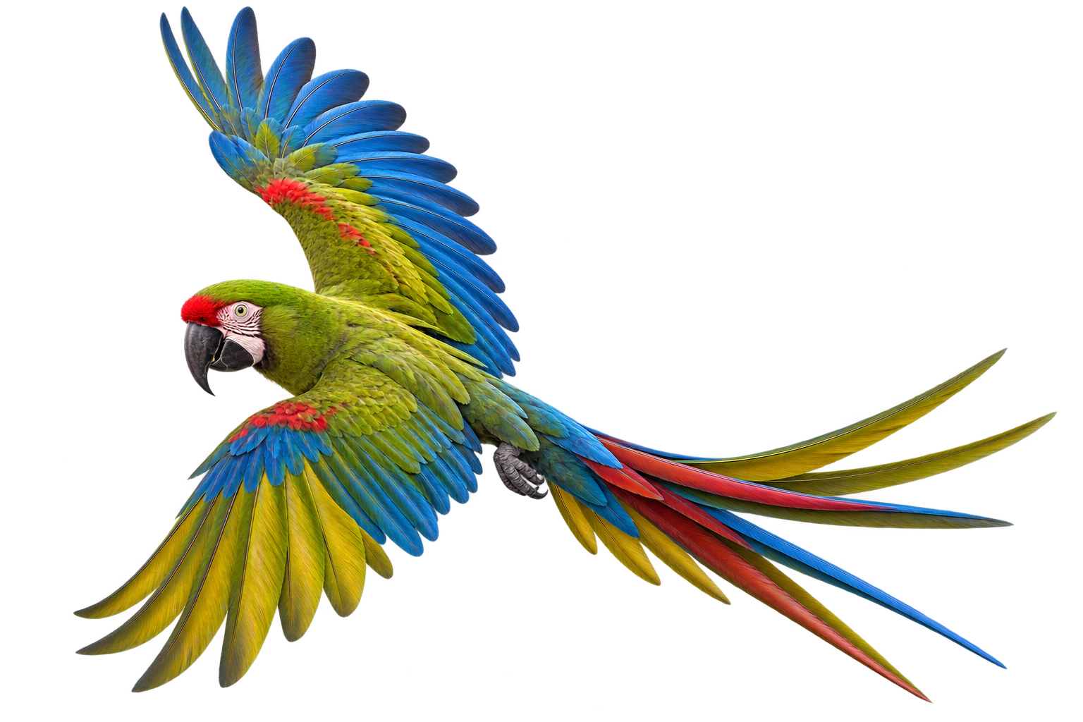 Military macaw in flight